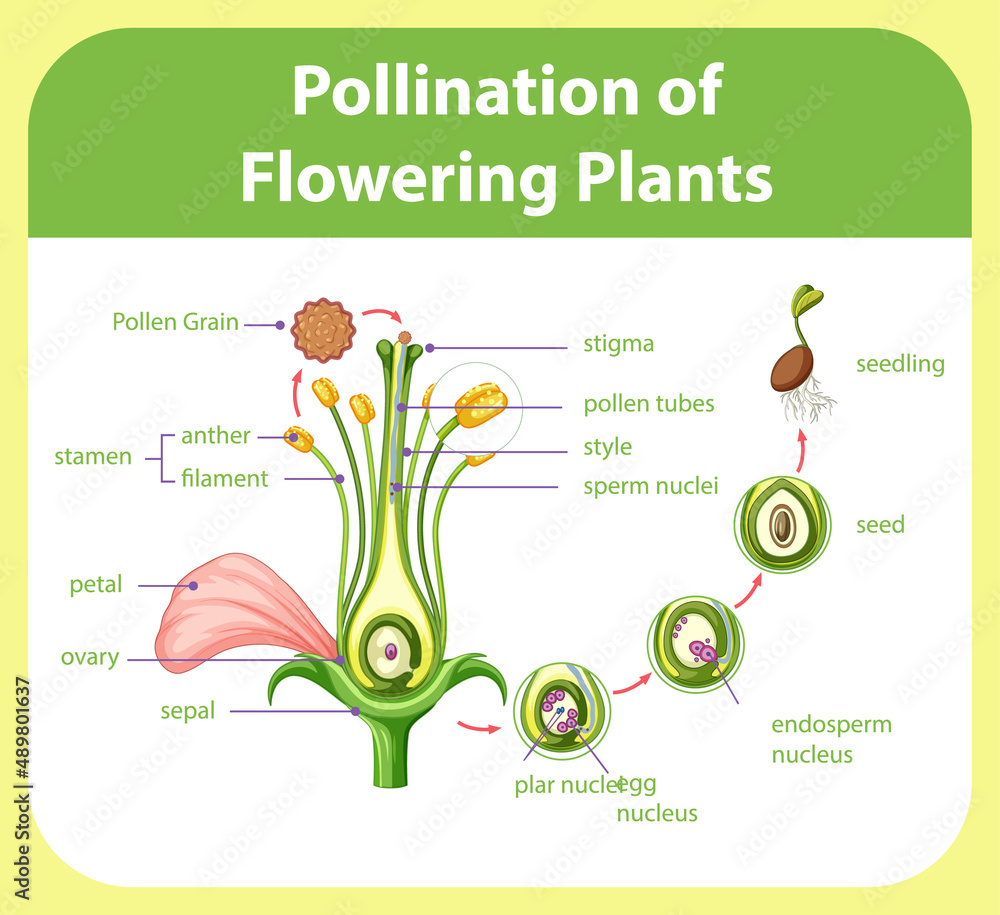 开花植物授粉示意图