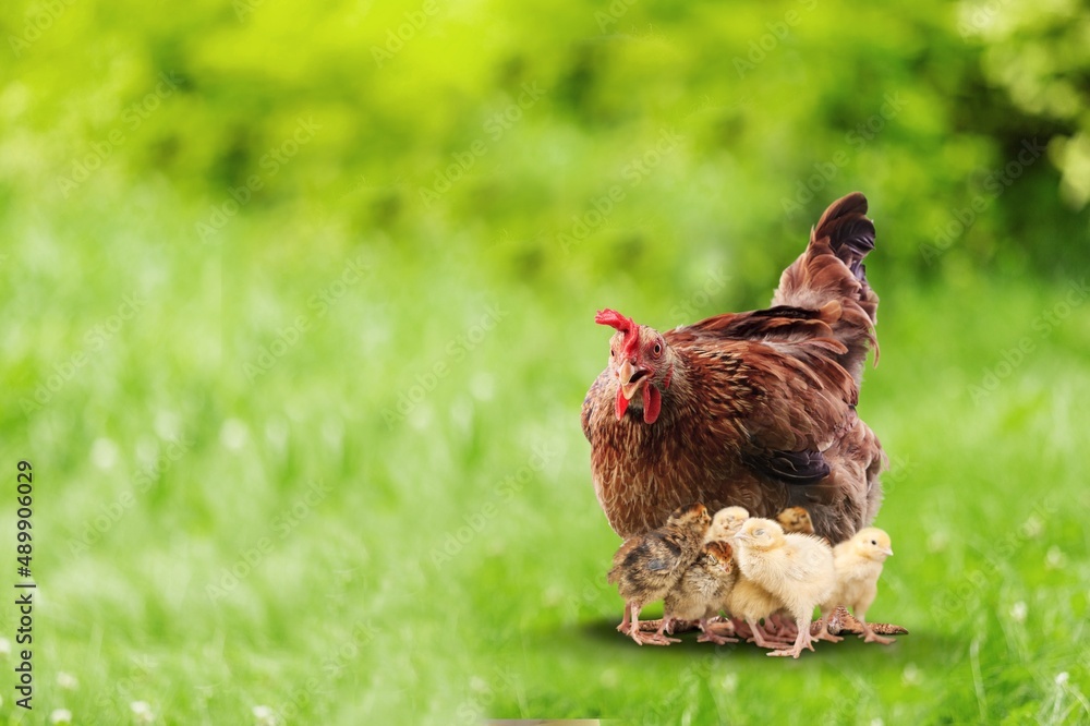 Hen with chickens outdoors on a pasture in the sun. Organic poultry farm. nature farming.