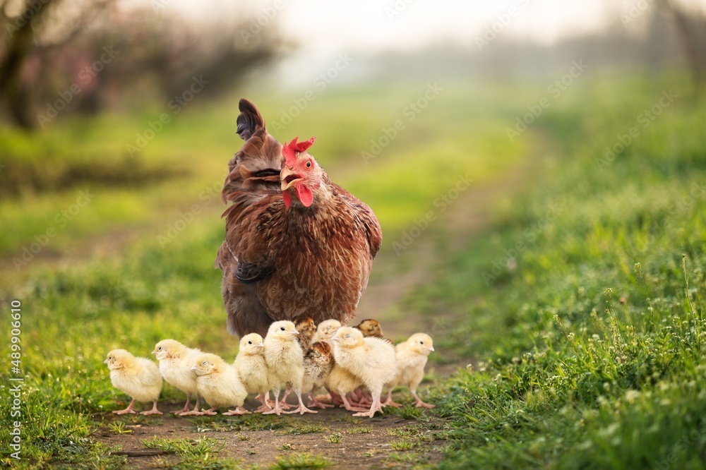 Hen with chickens outdoors on a pasture in the sun. Organic poultry farm. nature farming.