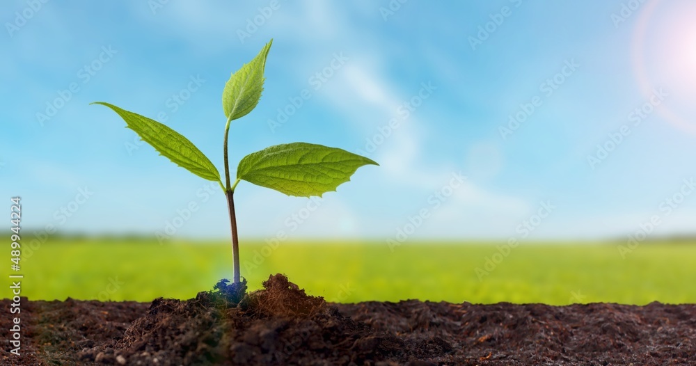 Seeding plant, Green young plants growing from the soil. Agricultural scene