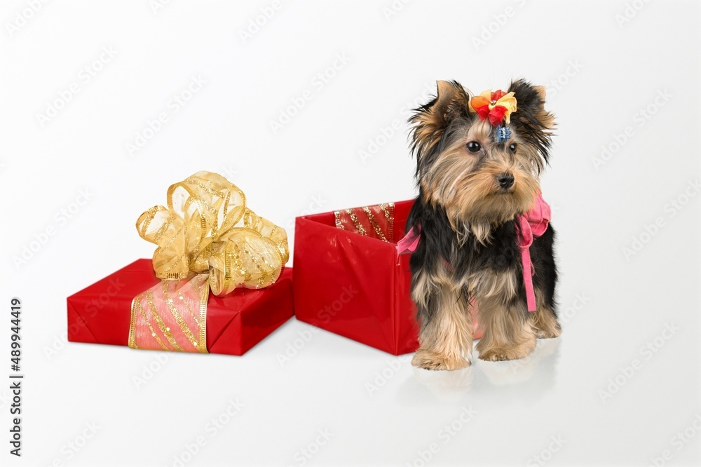 Cute dog puppy in Valentines Day gift box on background