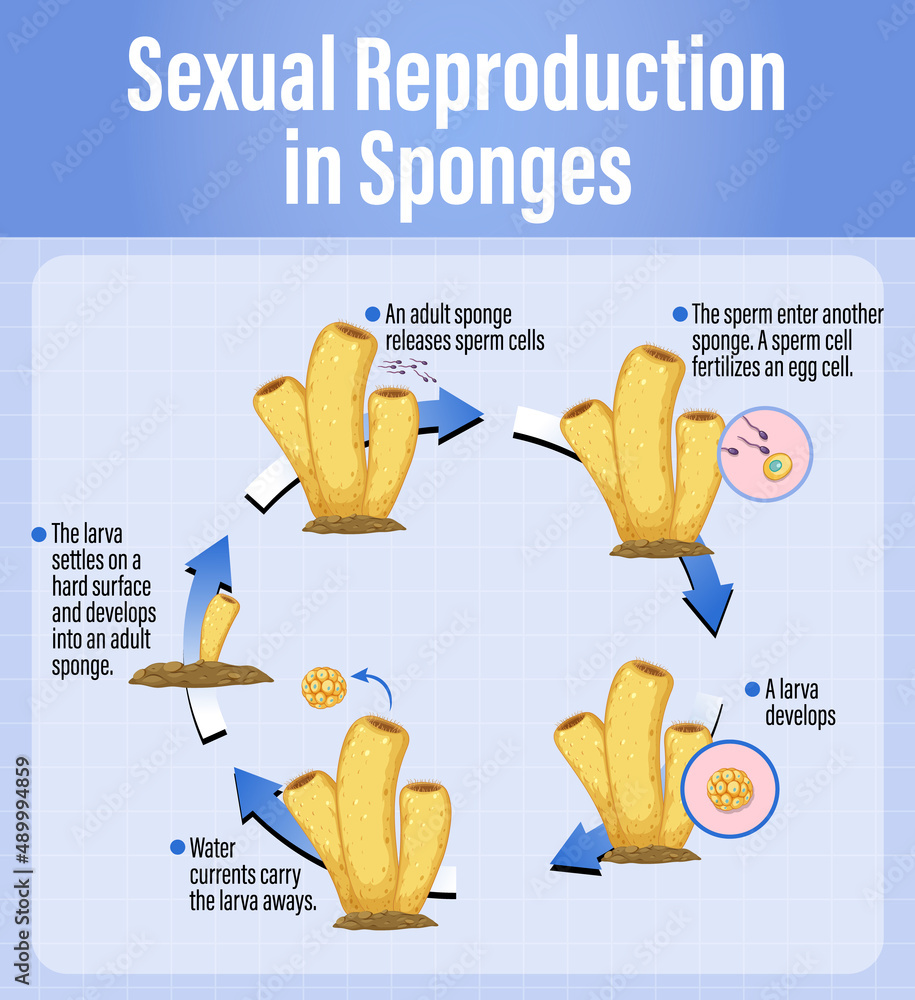 海绵繁殖示意图