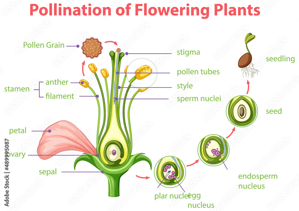 开花植物授粉示意图