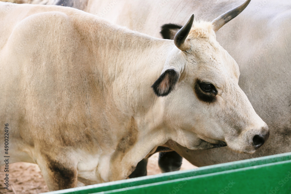 Cute white cows on farm