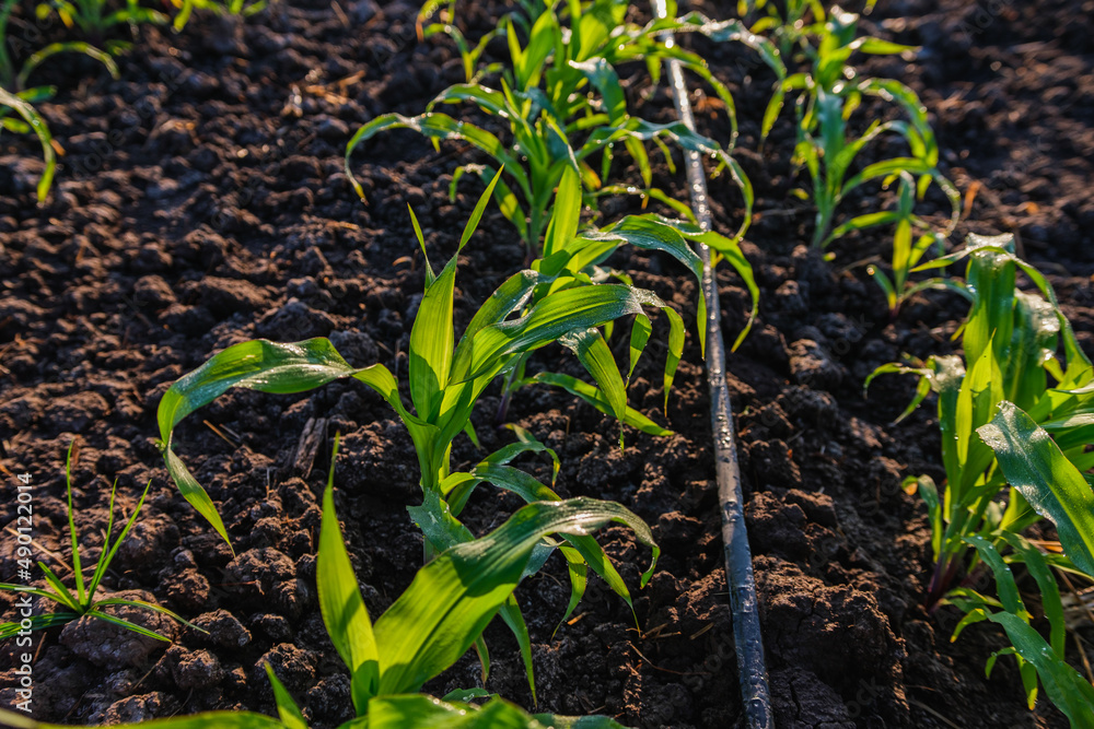 young green maize corn in the agricultural cornfield wets with dew in the morning, agronomy, animal 