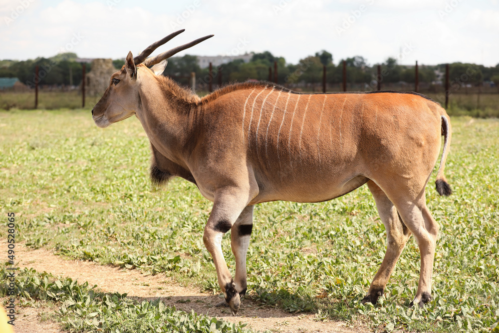 野生动物保护区中的Eland（大羚羊）