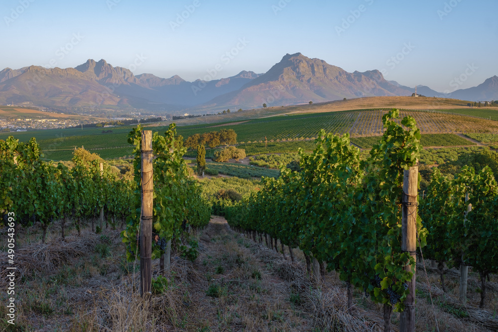 Vineyard landscape at sunset with mountains in Stellenbosch, near Cape Town, South Africa. wine grap