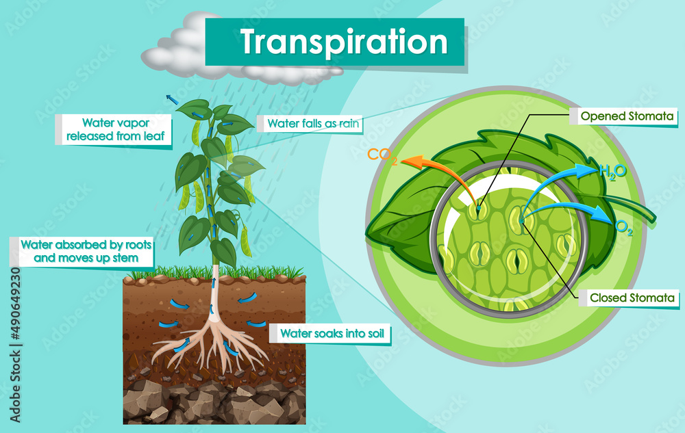 蒸腾植物示意图