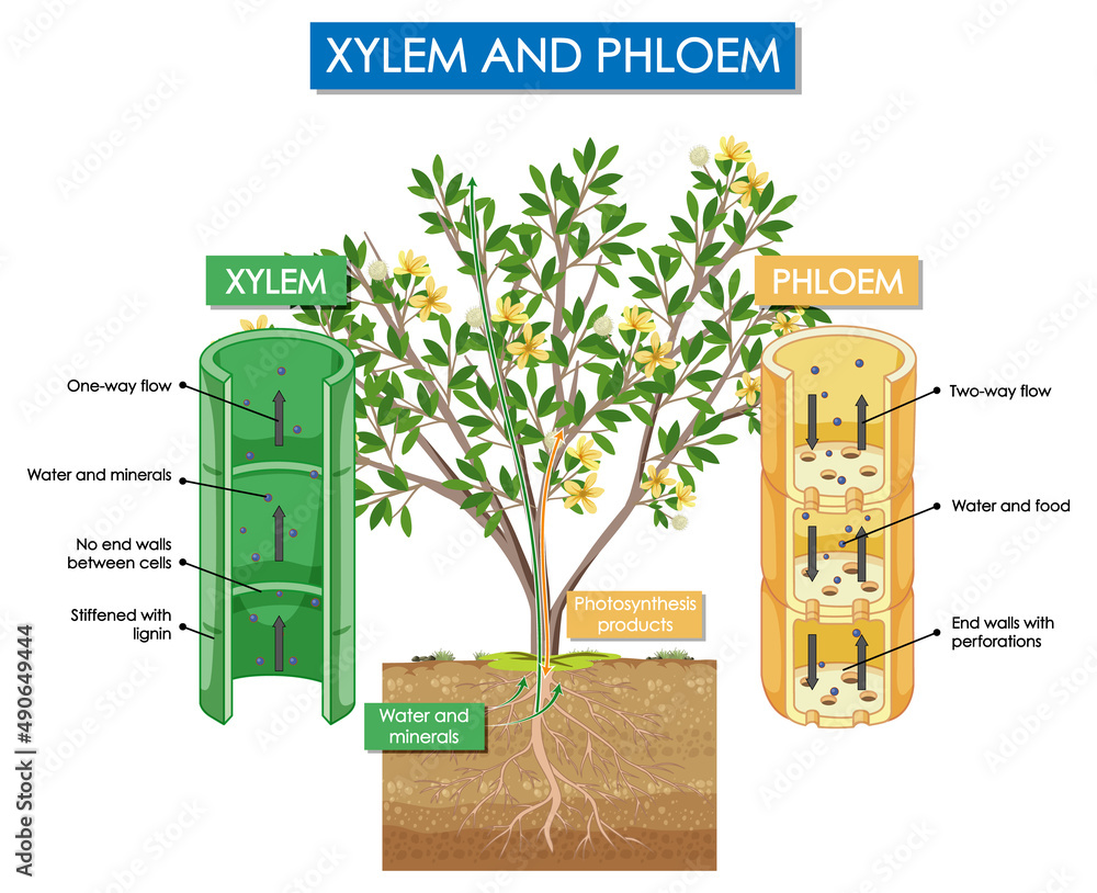 木质部和韧皮部植物示意图