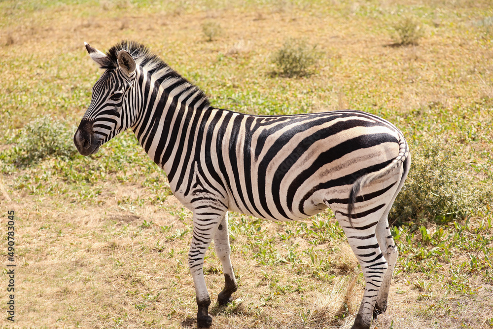 Beautiful zebra in wildlife sanctuary