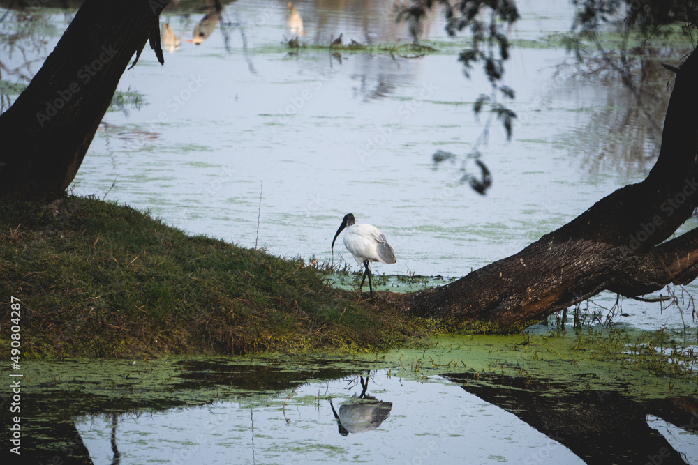 Bharatpur Keoladeo鸟类保护区，一只黑头鹮独自站在湖边