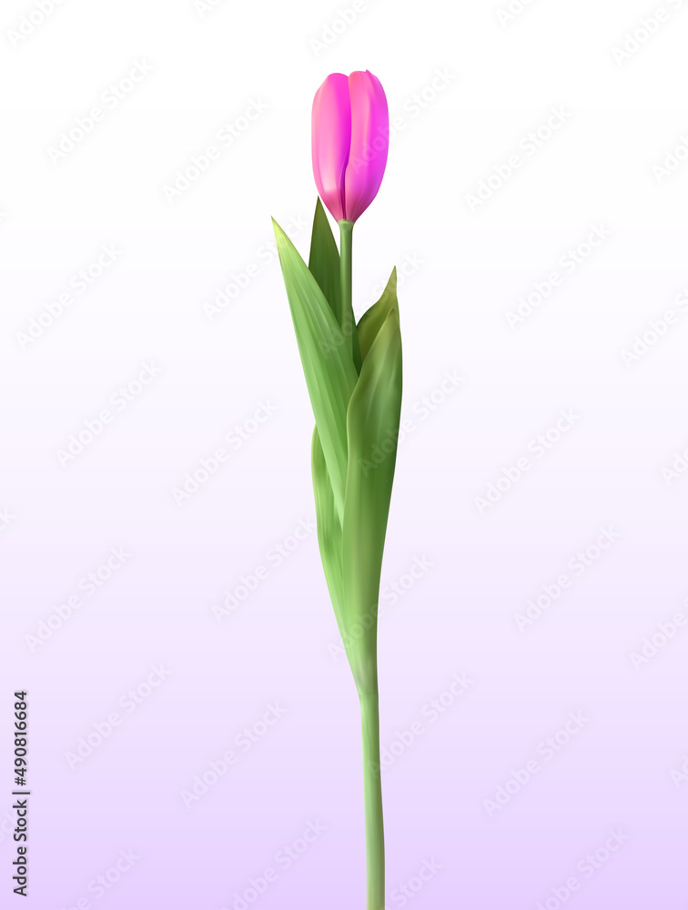 Naturalistic 3D view of pink blossoming tulip on white background. Illustration