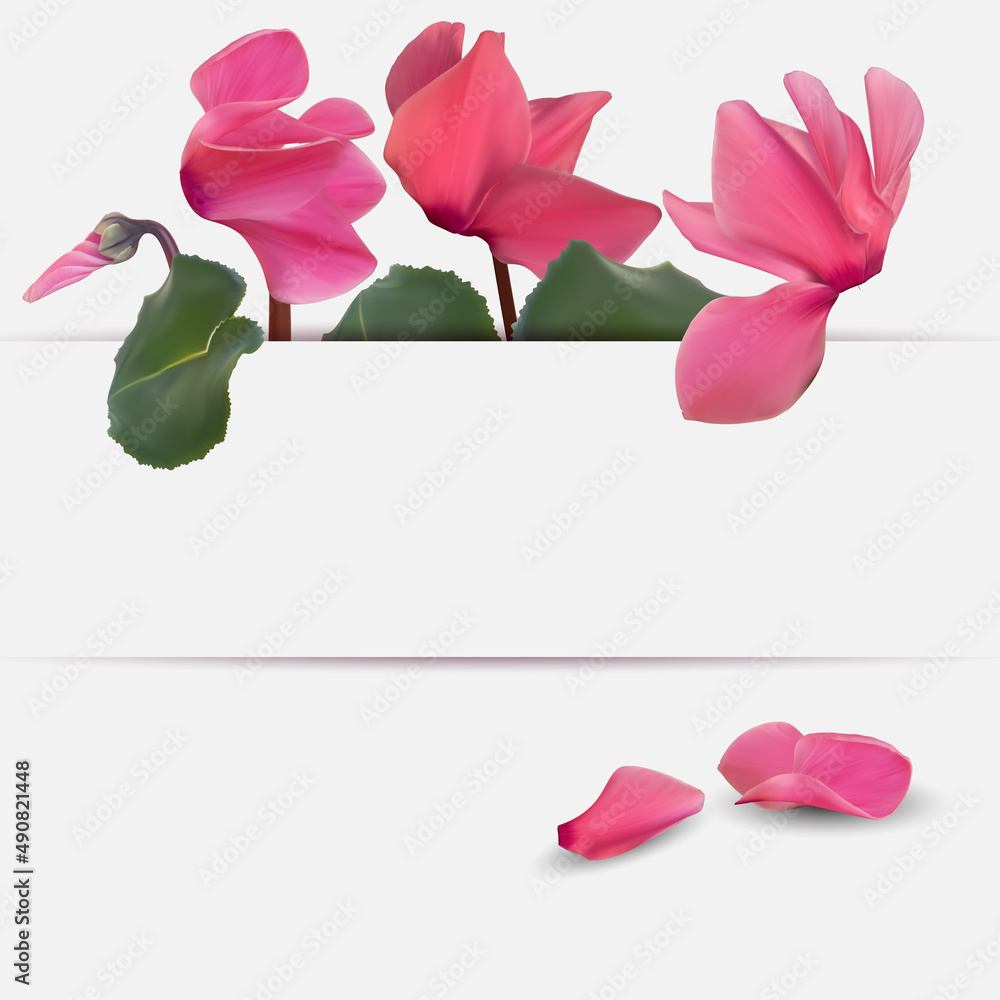 Realistic Natural Cyclamen Flower Background. Cyclamen background can be used for magazine, web, adv