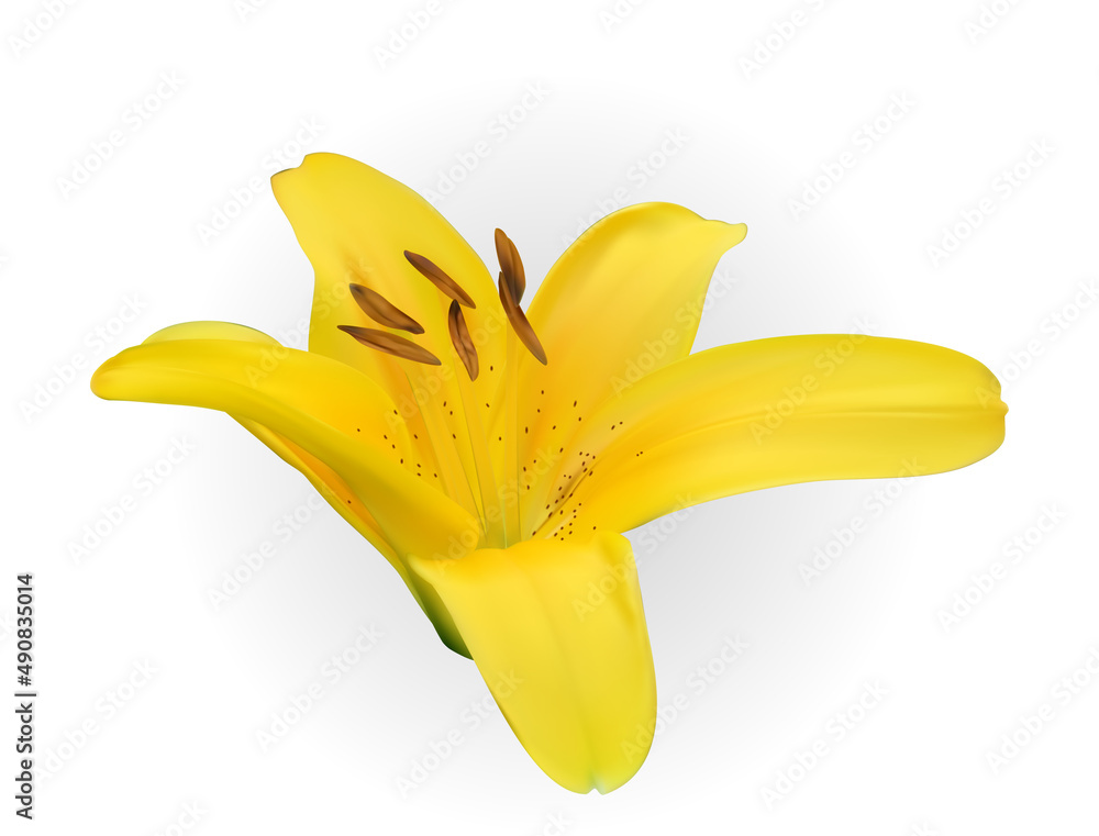 Colorful blossoming yellow naturalistic lily flower on white background. Illustration