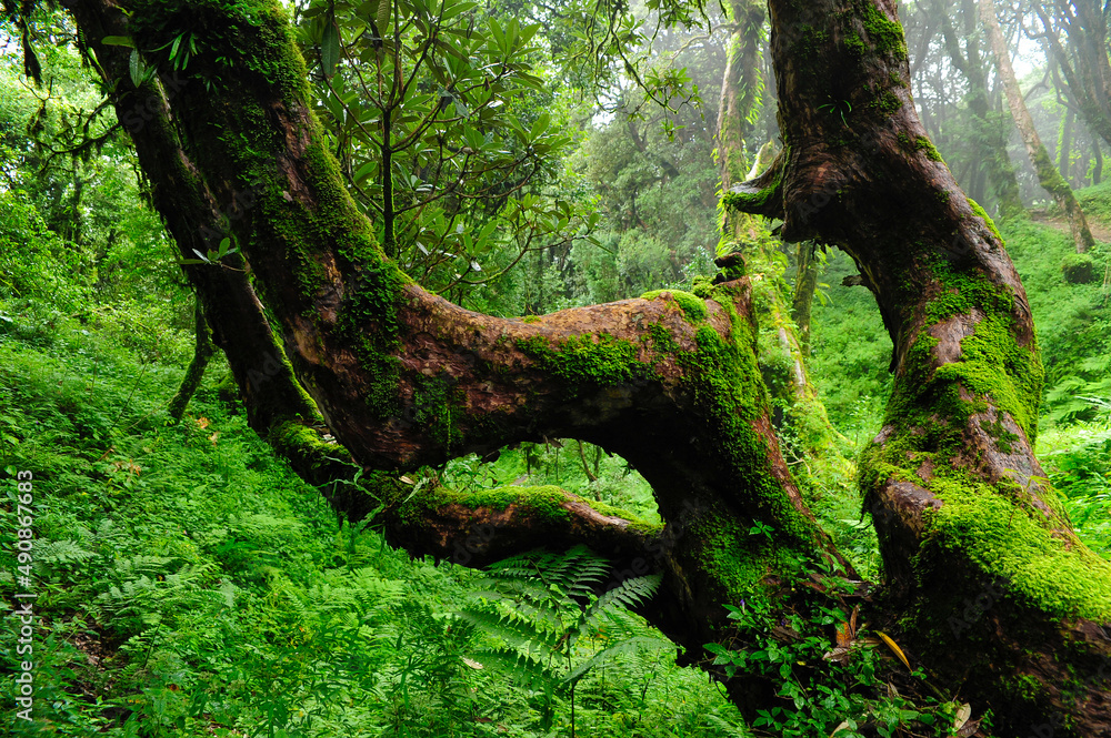 Rain forest in Southeast Asia