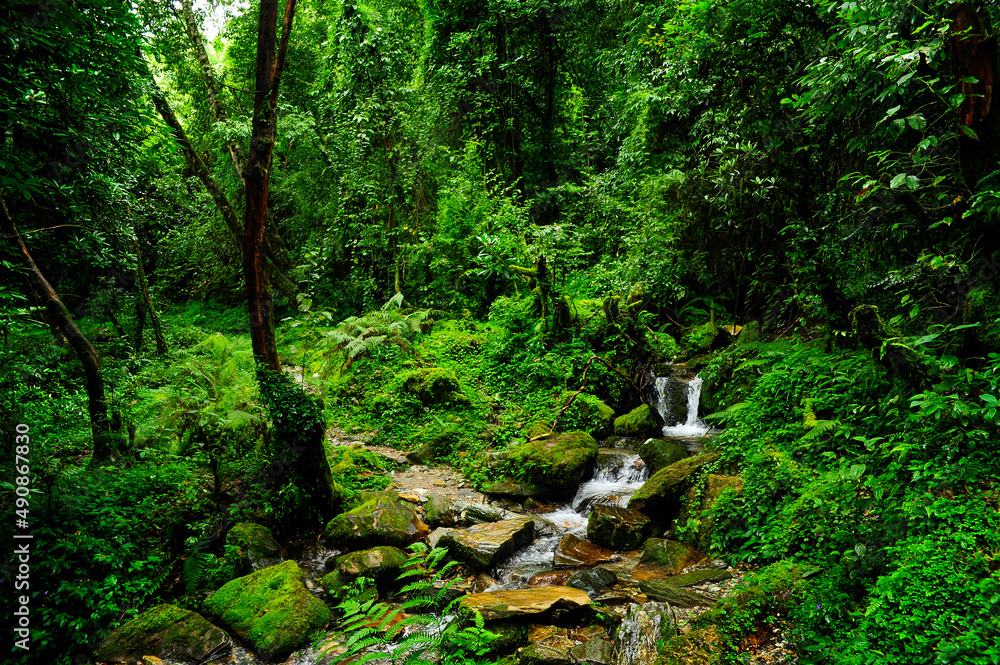 Rain forest in Southeast Asia