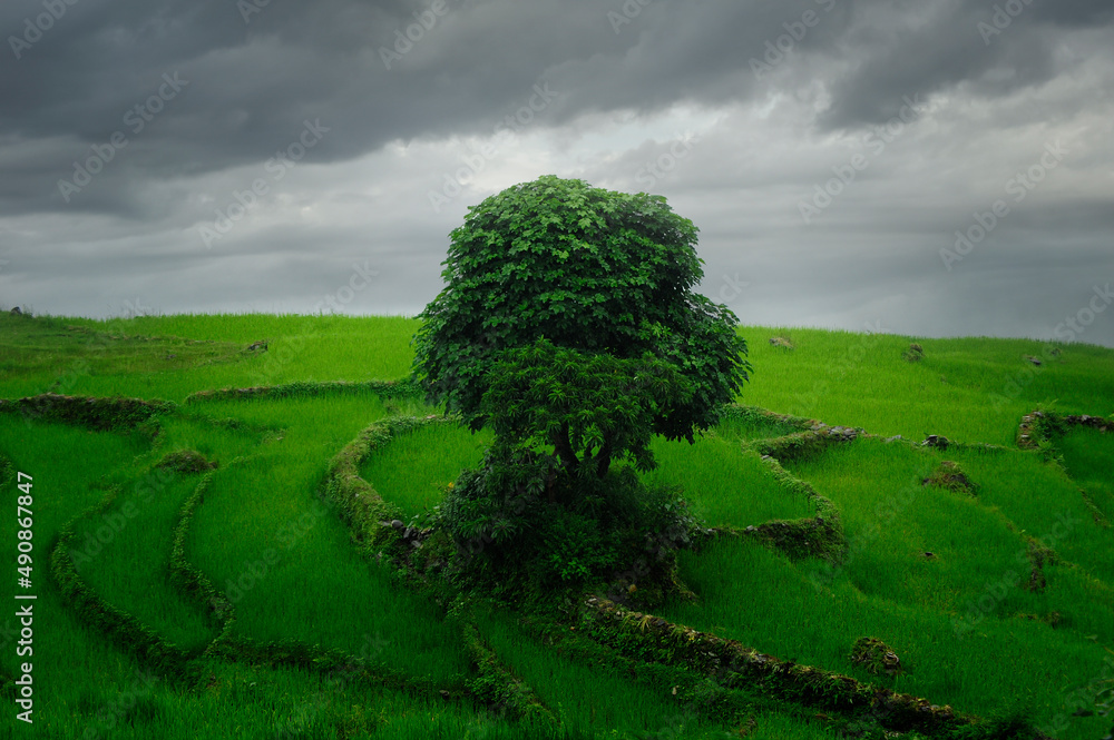 Rice fields in Southeast Asia