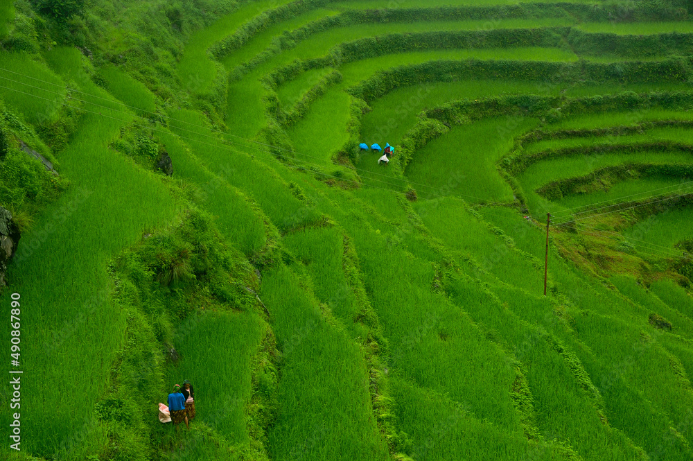 Rice fields in Southeast Asia