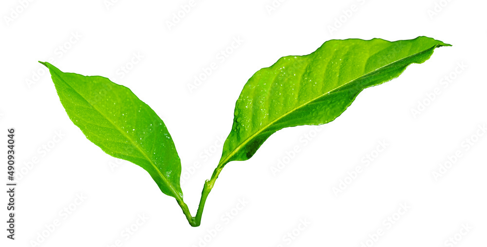 Green leaf with water drop on skin isolated on white background with clipping path