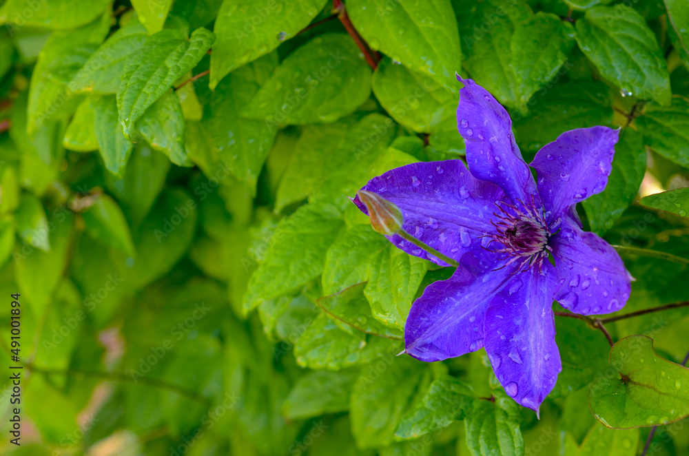 blue clematis flower and bud with dew water drops on the leaves