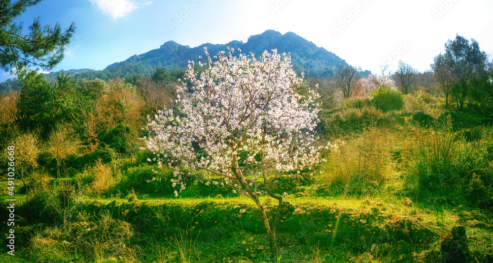 Beautiful spring landscape with flowering almond tree against backdrop of mountains on bright sunny 