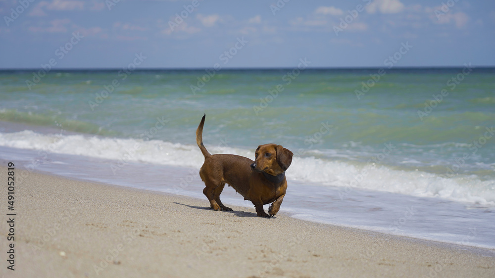 棕色达克斯猎犬度假。狗在海滩上玩耍