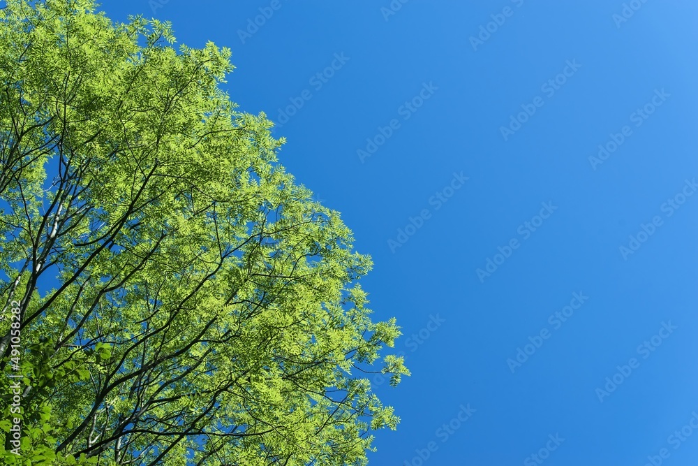 Crowns of deciduous trees in contrast to blue sky. Beautiful sunny summer weather.