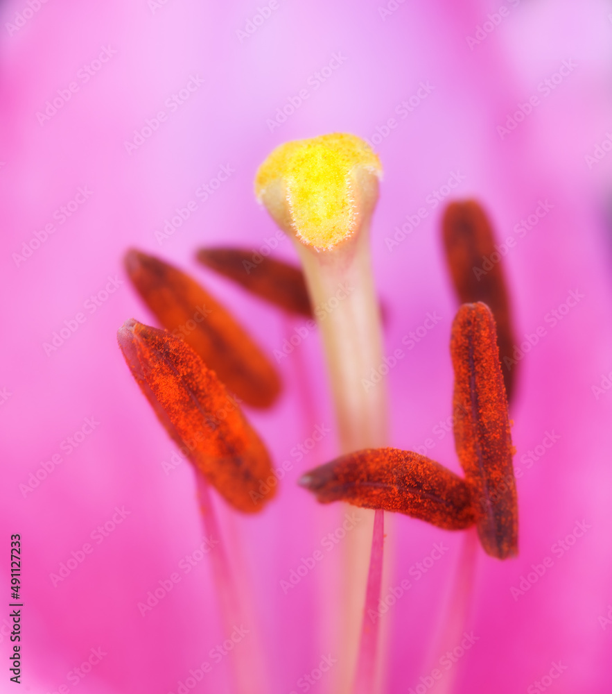 Tulips - springtime beauties. Garden tulips in springtime.