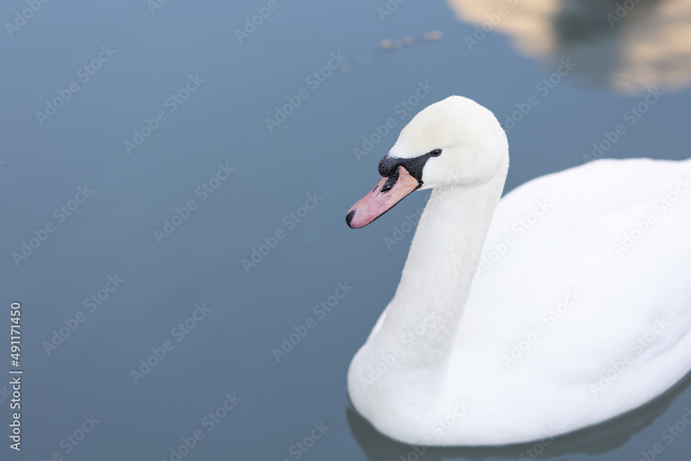 Swan close-up. Soft focus.