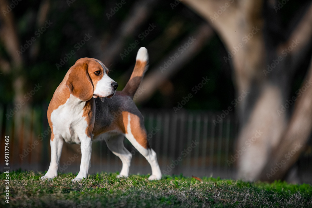 比格犬站立，狗表演，纯种比格犬，公园，阳光