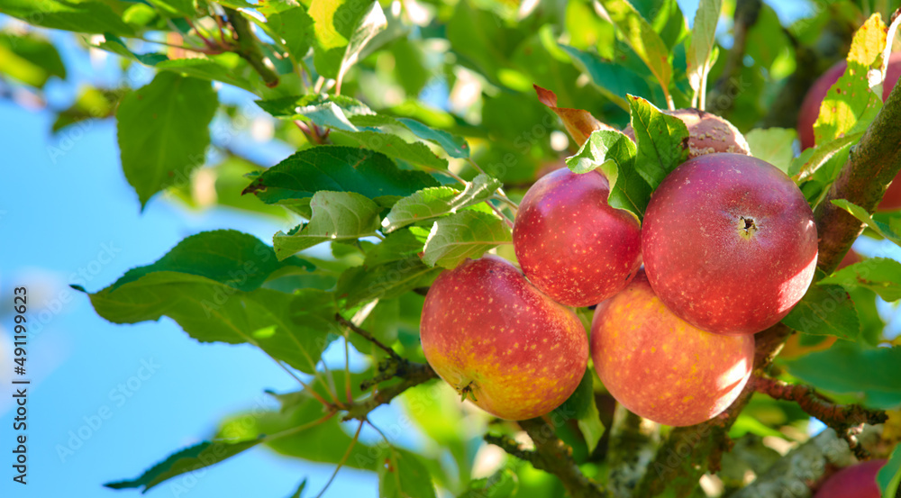 Red Apples in the garden. A photo of tasty and beautiful apples.