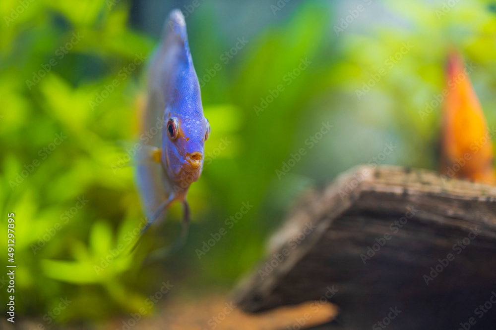 蓝色钻石铁饼水族馆鱼类的美景。趣味概念。瑞典。