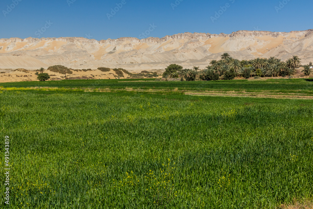 Fields in Dakhla oasis, Egypt