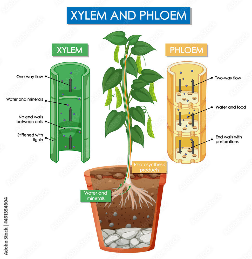 木质部和韧皮部植物示意图