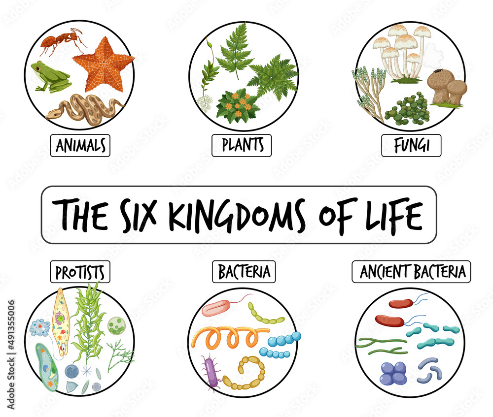 Diagram showing six kingdoms of life