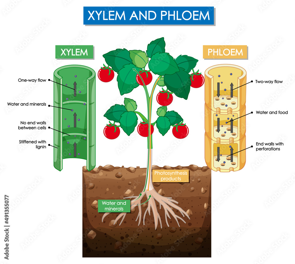 木质部和韧皮部植物示意图