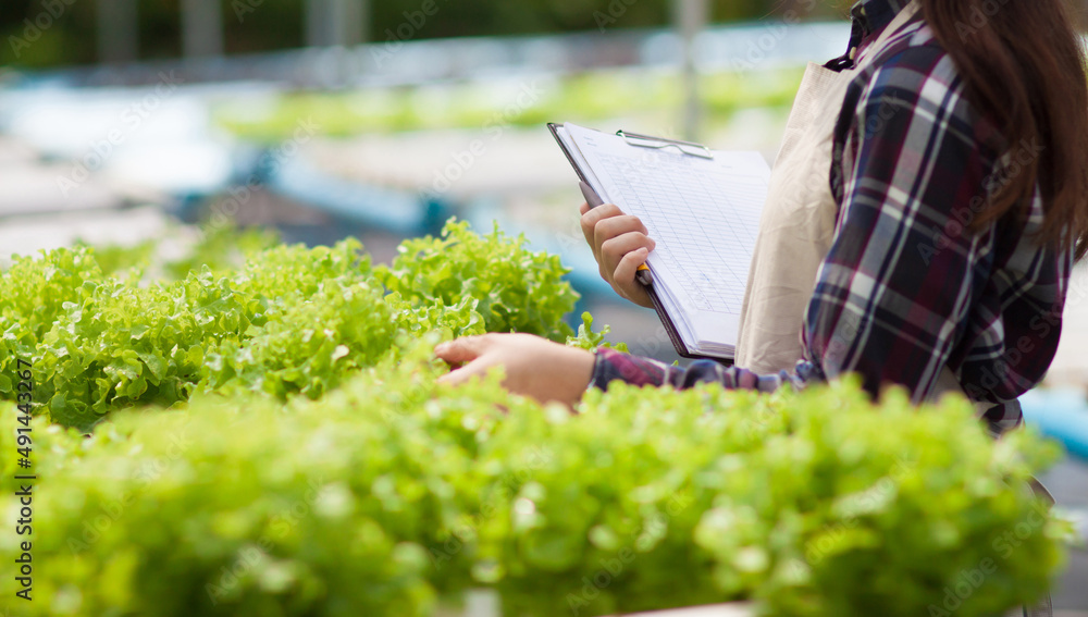 A woman working in a hydroponics vegetable farm is checking the quality.