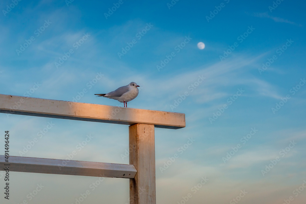 A seagull by the Baltic Sea at sunset in Gdansk. Poland