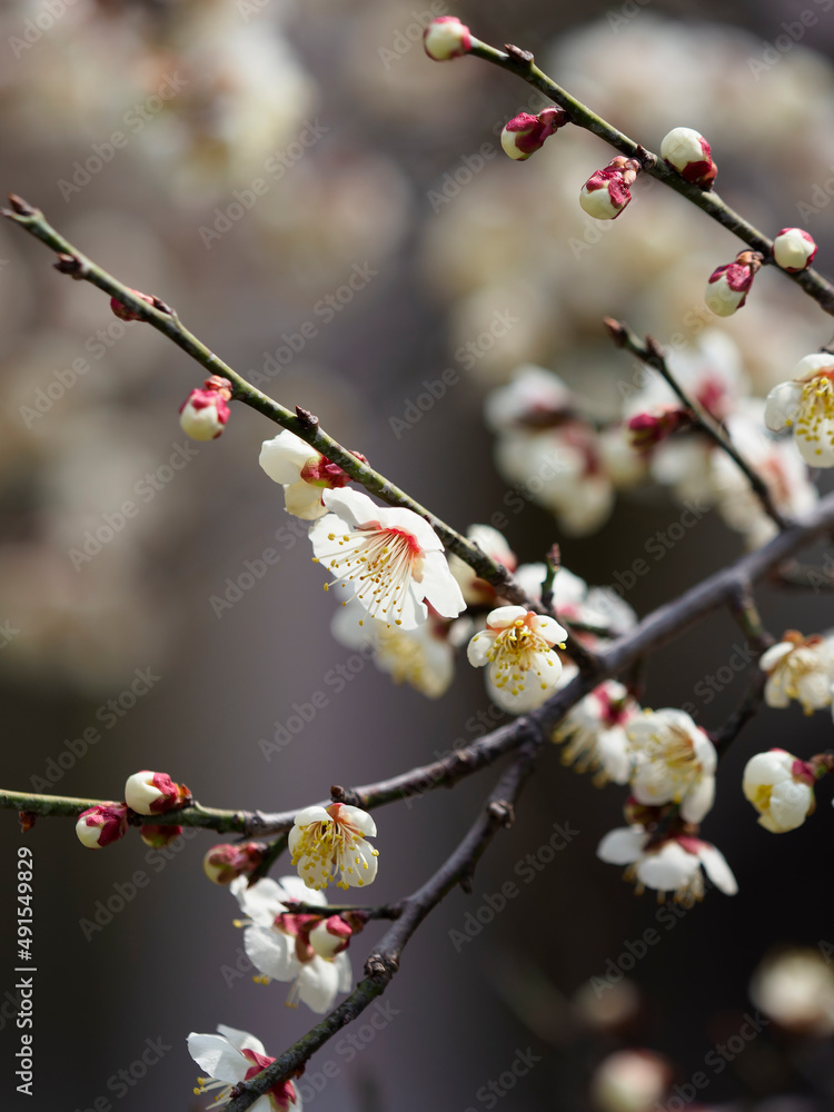 梅園に咲く白梅の花