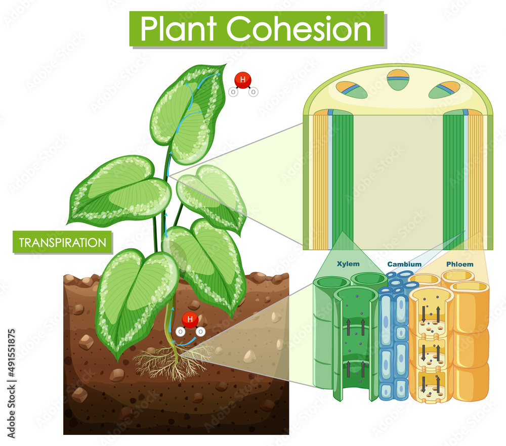 Diagram showing plant cohesion