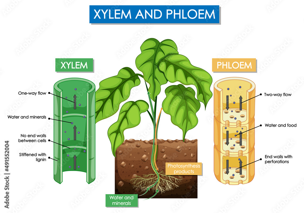 Diagram showing xylem and phloem plant