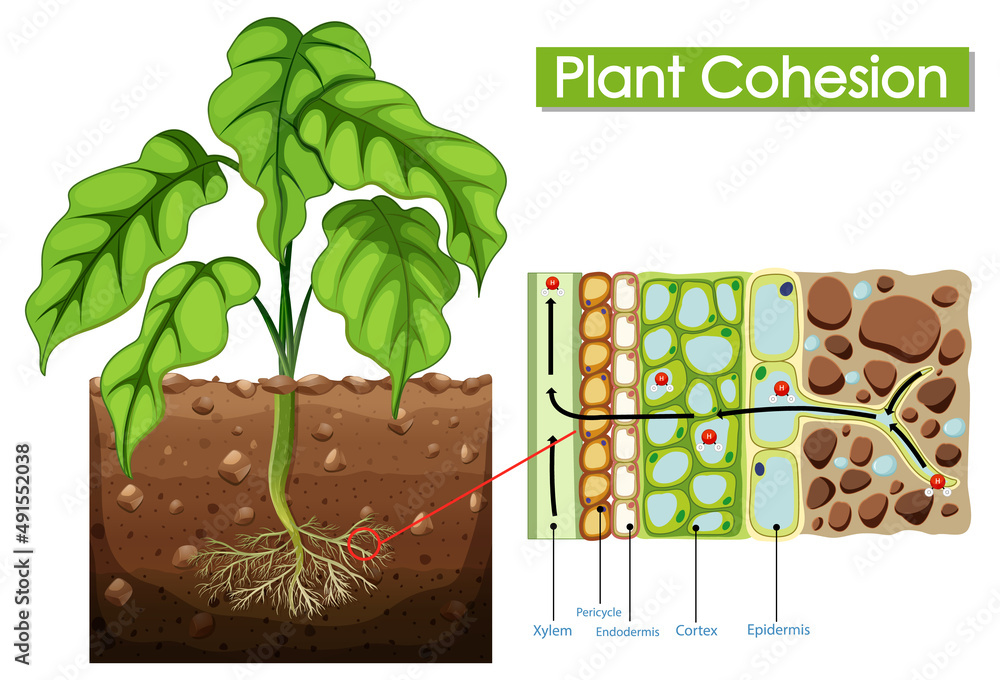 Diagram showing plant cohesion