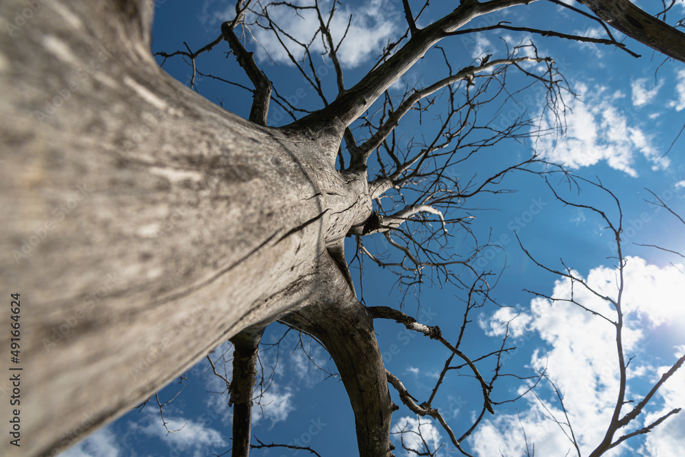 Large dry tree with long branches. White clouds and blue sky.