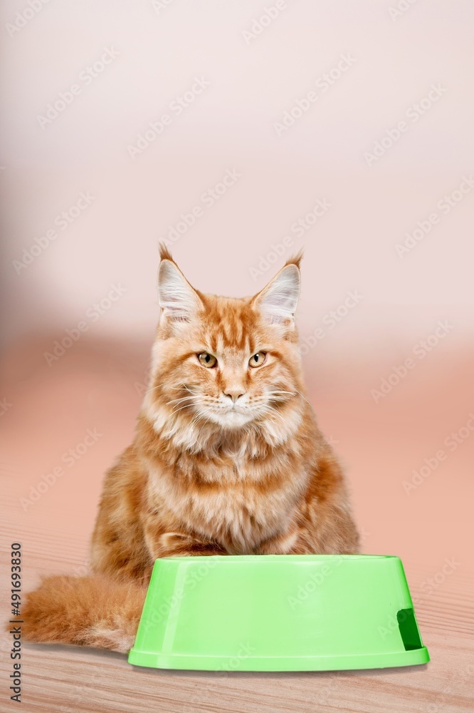 红猫带着食物碗等着喂食