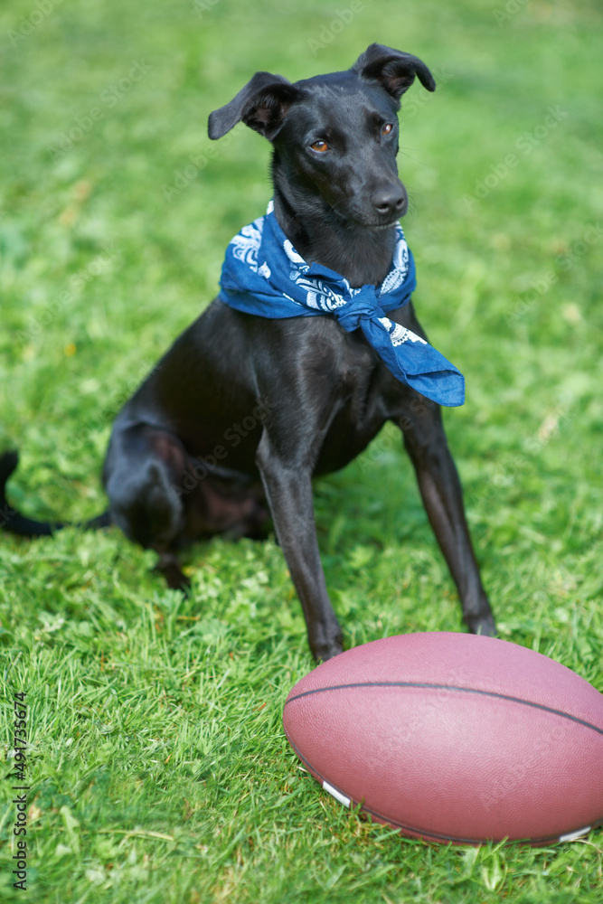 Ball. A black canine sitting in a garden with a ball i nfront of him.