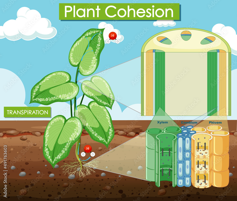 Diagram showing plant cohesion