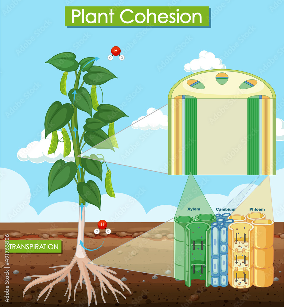 Diagram showing plant cohesion