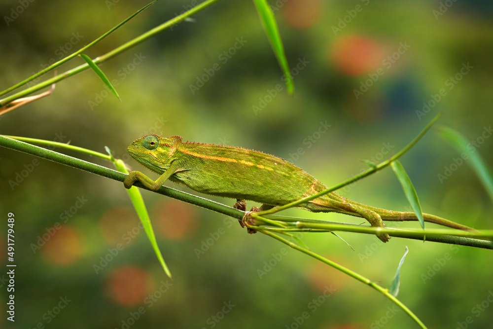 Chameleon from Uganda in Africa. Coarse Chameleon, Trioceros rudis, Rwenzori NP in Uganda. Green cha