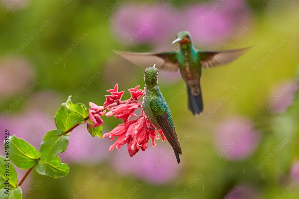 Nice hummingbird Green-crowned Brilliant , Heliodoxa jacula, flying next to beautiful pink flower wi