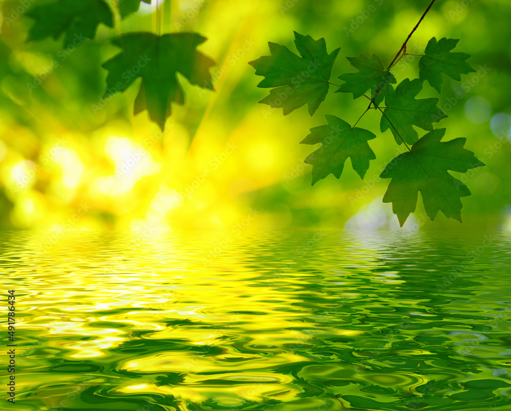 Green leaves spring background near the water